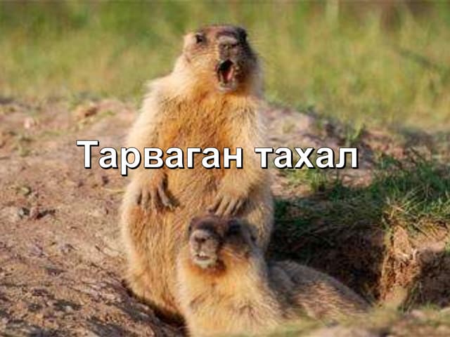 Улаанбаатарт тарваган тахлын дахин нэг тохиолдол бүртгэгдлээ